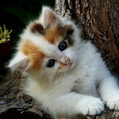 Jayashree Rao - Twitter Profile Picture of Jayashree Rao (@rao_jayashree) on Twitter