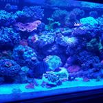 Profile Picture of Joseph Barclay (@prsljoe) on Instagram