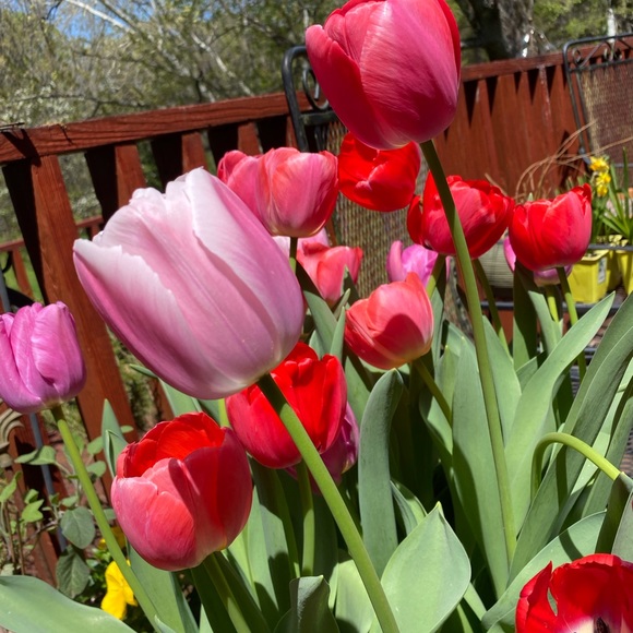 Profile Picture of Lisa Morren (@virginia1523) on Poshmark