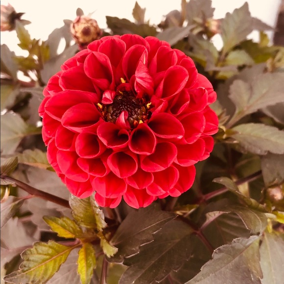 Profile Picture of Andi Andi (@papsimail2016) on Poshmark