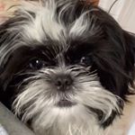 mílo hammontree - Instagram Profile Picture of mílo hammontree (@milo_thehamm) on Instagram