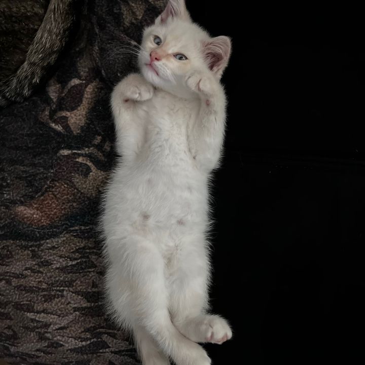 Profile Picture of jesse (@jessenelson69) on Tiktok