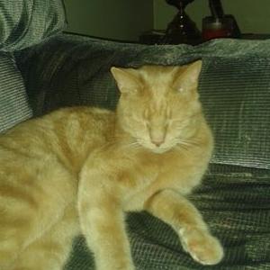 Profile Picture of Amanda Tremblay (@TremblayAmanda) on Twitter