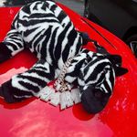 Ladaryle Watkins - Instagram Profile Picture of Ladaryle Watkins (@theyslpon_jr) on Instagram