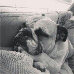 Profile Picture of Beverly Rose (@zoeytheenglishbulldog) on Instagram