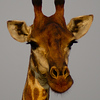 Profile Picture of Paul Clarkson (@Paul J Clarkson) on Flickr