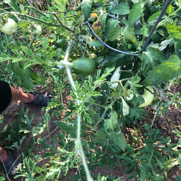 Profile Picture of Brittany Pelphrey (@b_pelphrey) on Poshmark