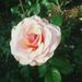 Profile Picture of Deb Storey (@destorey) on Pinterest