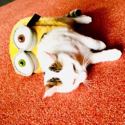 Profile Picture of Till Sassenberg (@SassenbergTill) on Twitter