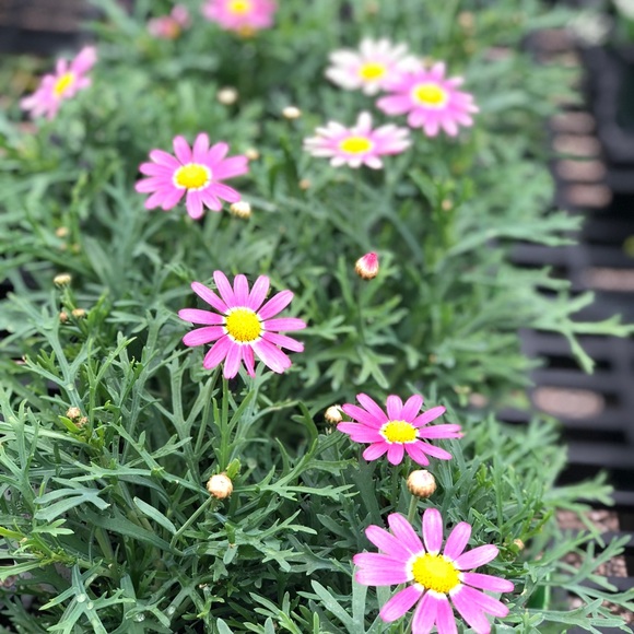 Profile Picture of Mia Pearson (@mlwolfgirl15) on Poshmark