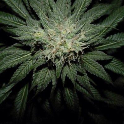 Profile Picture of Allen Hauck (@AceHauck) on Twitter