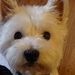 Profile Picture of Duncan Francis (@duncan8996) on Pinterest