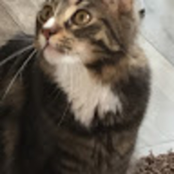 Profile Picture of Erin Carson (@erinmariecarson) on Poshmark