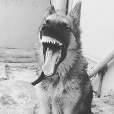 Profile Picture of Baba Snape (@McCarthy_Al) on Twitter