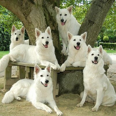 Profile Picture of Kennel Crystal Moon (@Witte_Herders) on Twitter