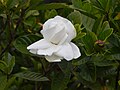 Profile Picture of Gardenia jasminoideson Wikipedia