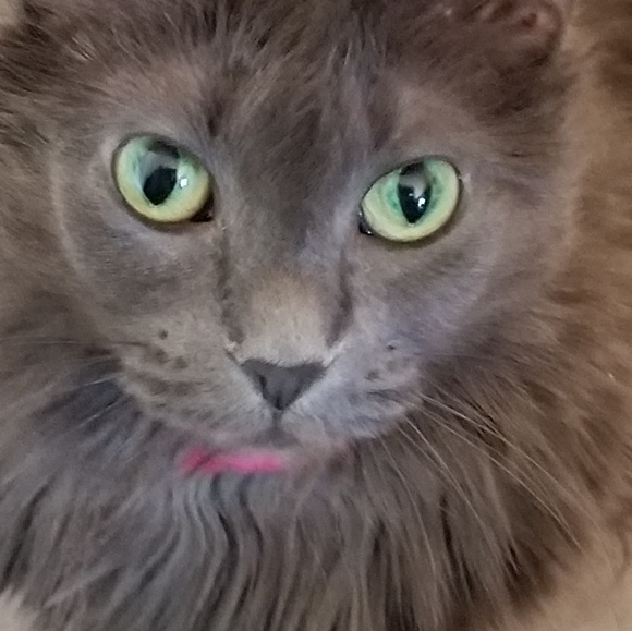 Profile Picture of Lynette Leavell (@lynetteleavell) on Poshmark