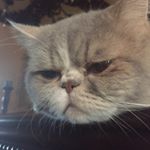 Profile Picture of Matthew Corrado (@mattuchio_) on Instagram