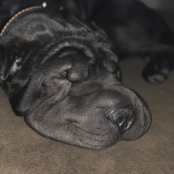 Profile Picture of Ronald Gibson (@gibsonlron) on Poshmark