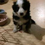 Profile Picture of Chase Rieger (@purplepigletz) on Instagram