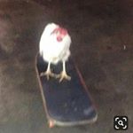 Brianna Lindsey - Instagram Profile Picture of Brianna Lindsey (@squeaky_grocery_cart) on Instagram