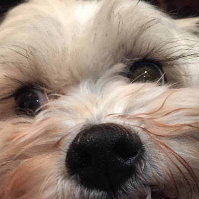 Profile Picture of Richard Bartle (@richbig) on Twitter