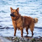 Profile Picture of Harzer Fuchs / Altd. Hütehund (@paul_victor_harzerfuchs) on Instagram