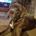 Profile Picture of Shannon Roszak (@aprilmaecorso) on Instagram