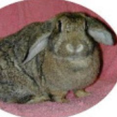 Profile Picture of Peter Coniglio (@PeterConiglio) on Twitter
