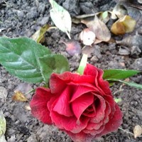 Profile Picture of Ian Herrick (@ian-herrick-1) on Quora