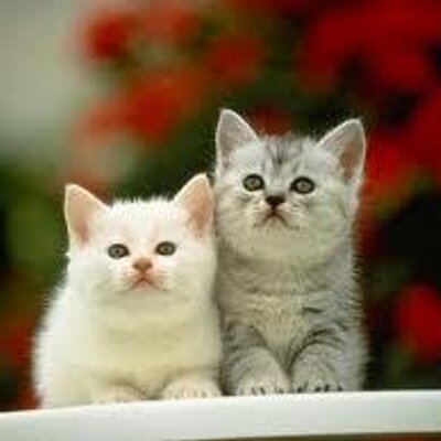 Profile Picture of Nevie_Al Adhawiyah (@nevi_anisa) on Twitter