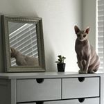 Profile Picture of Cleo Salas (@princess_cleo_the_sphynx) on Instagram