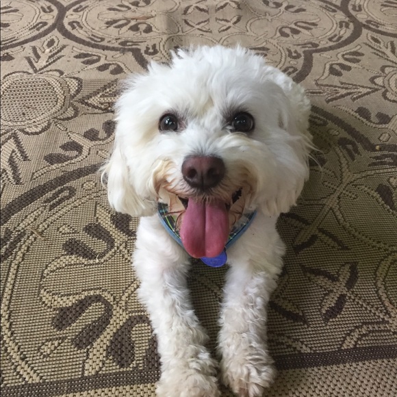 Profile Picture of Alex Hamm (@hammalex850) on Poshmark