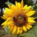 Profile Picture of Pat Shaver (@pat.shaver.37) on Facebook