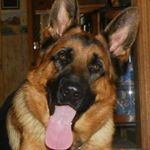 Profile Picture of Patti Tyler Parks (@germanshepherdnation) on Instagram