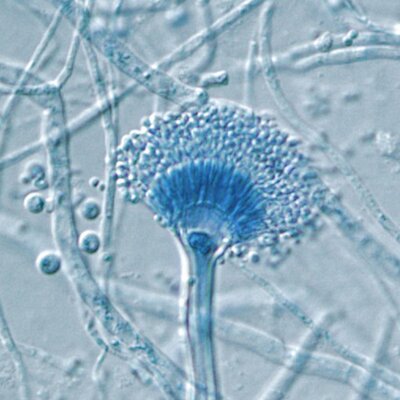 Profile Picture of Tom Patterson (@doctorfungus) on Twitter