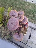 Profile Picture of Lingzhi (mushroom)on Wikipedia