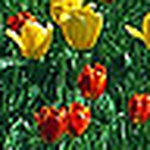 Profile Picture of xin zhang (@xzhang54) on Flickr