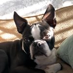 Profile Picture of Charlie Francis The Boston (@smol_bean_charlie) on Instagram