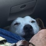 Profile Picture of Owen Perez (@owieboi_x3_) on Instagram