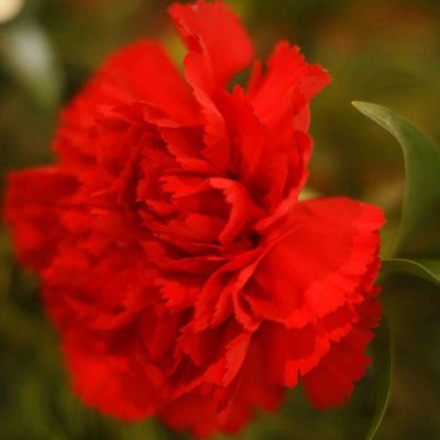 Profile Picture of Vivian  Davies (@liverpoolnana) on Twitter