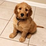 Profile Picture of Howard Reynolds (@howie_doodle_) on Instagram