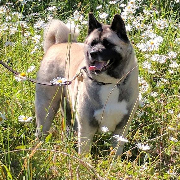 Profile Picture of Karen Considine (@portia_carrera) on Poshmark