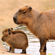 Profile Picture of Micah Grimes (@micahgrimes1844) on Youtube