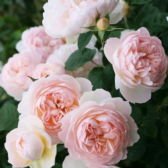 Profile Picture of Lisa Abbott (@luvskincare) on Poshmark