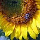 Profile Picture of Lisa Schindler (@lschind) on Pinterest