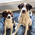 Profile Picture of Ruby + Gunner Fletcher-Farrell (@rubyngunner) on Instagram