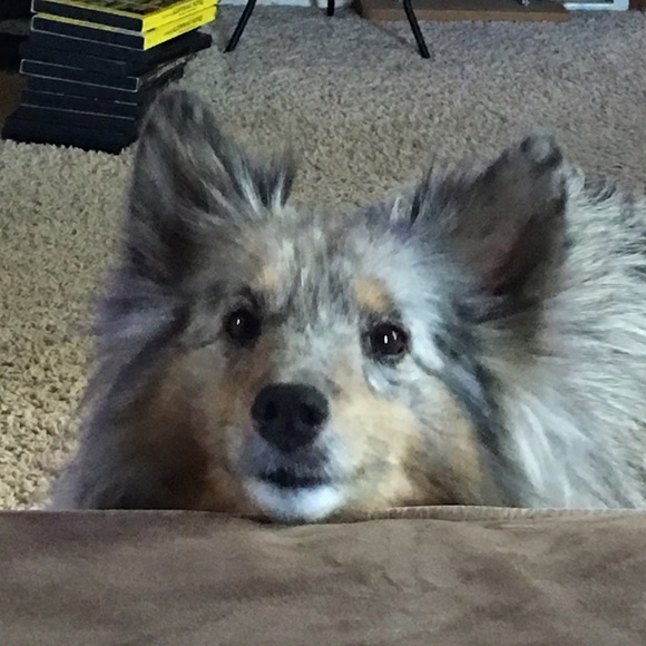 Profile Picture of Dani Paradis (@daniparadis) on Poshmark