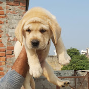 Profile Picture of Ankush Sood (@ankushsood376) on Youtube