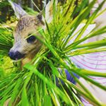 Profile Picture of Daniel (@bavarian_hunting_friends) on Instagram